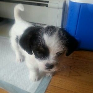 Meet your Posher, Shirley